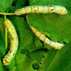 Silkworms